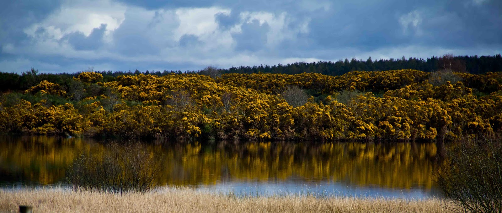The Nairn Birder Loch Flemington