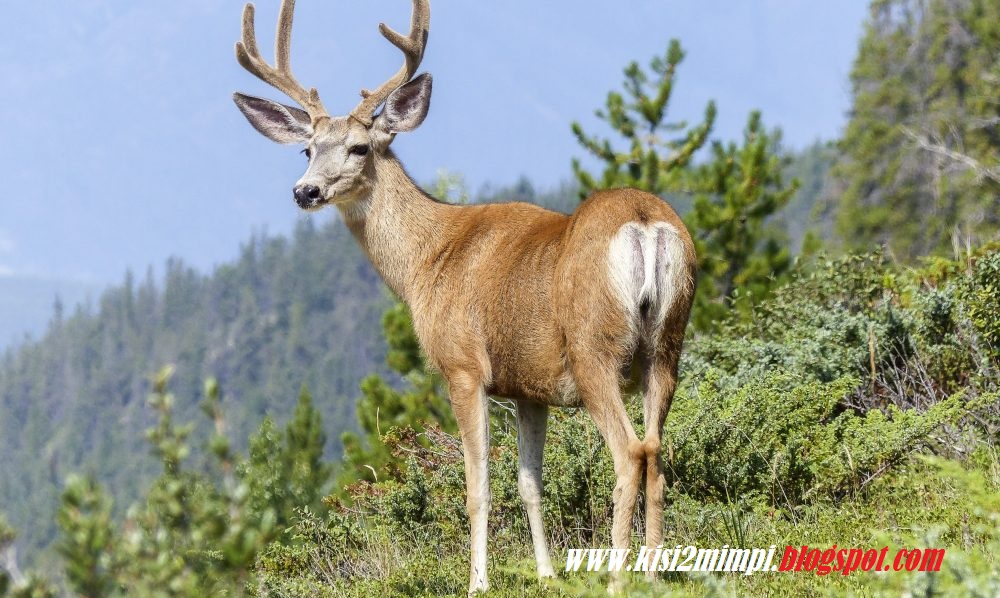 14+ Arti Mimpi Di Sediakan Kebaya
