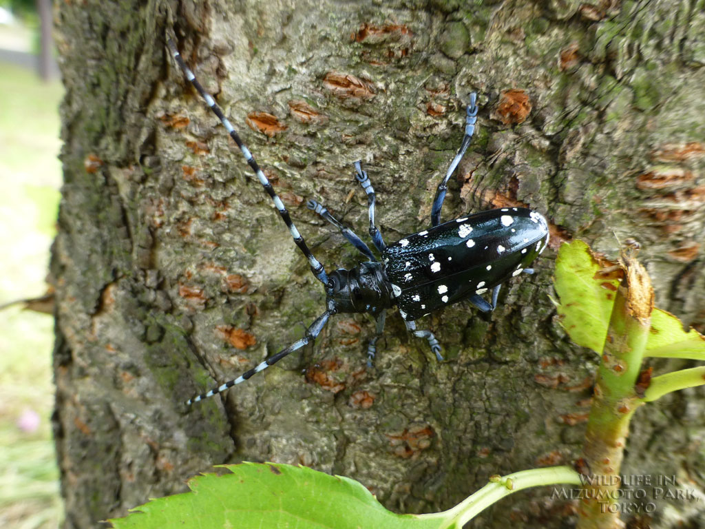 水元公園の生き物ゴマダラカミキリ White-spotted Longicorn Beetle