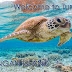 Turtle Park