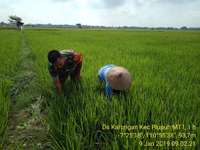 BABINSA KARUNGAN BANTU PETANI LAKUKAN PENYIANGAN TANAMAN PADI