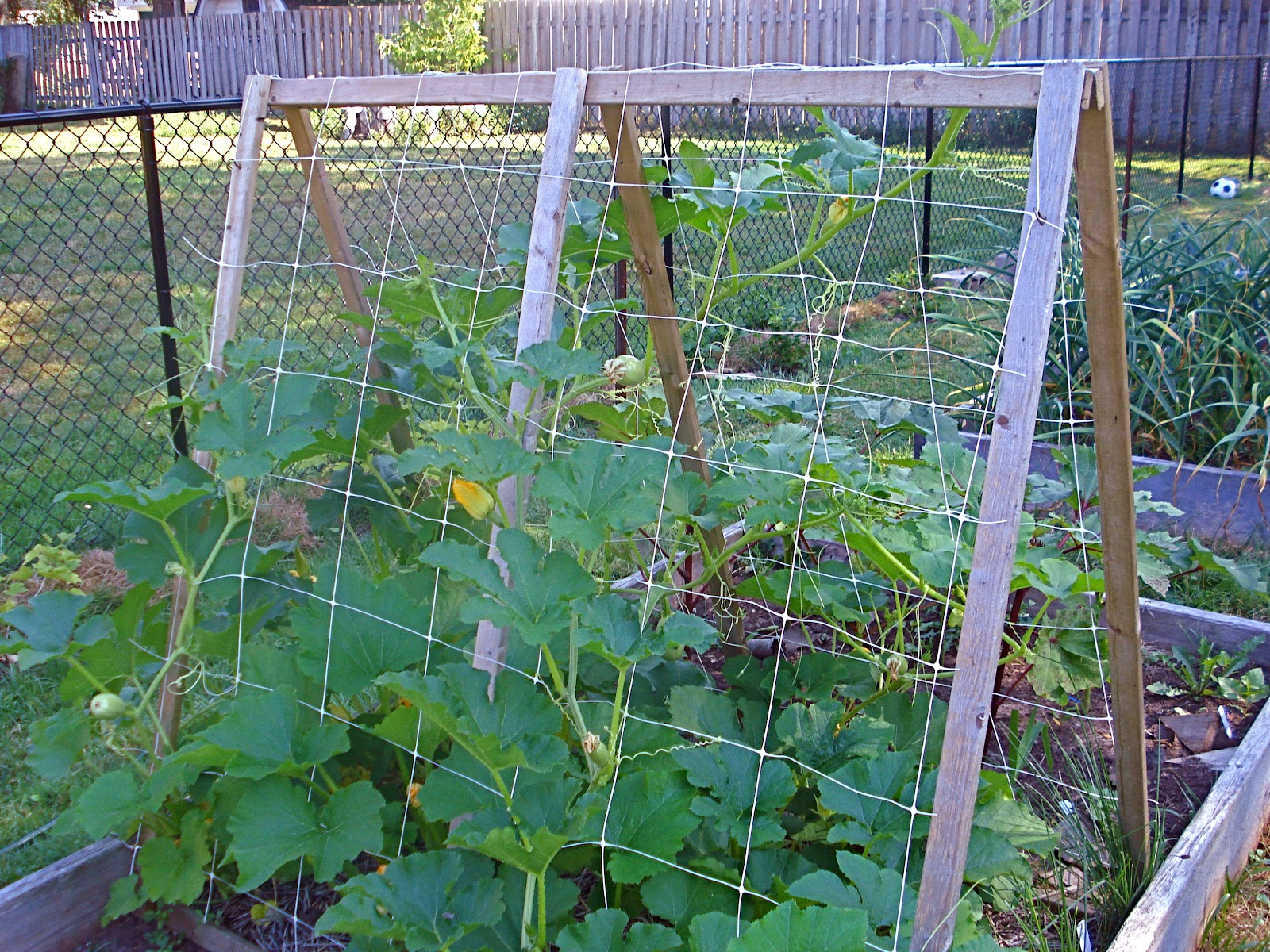 My Old New House The Garden in July Squash and Cucumbers