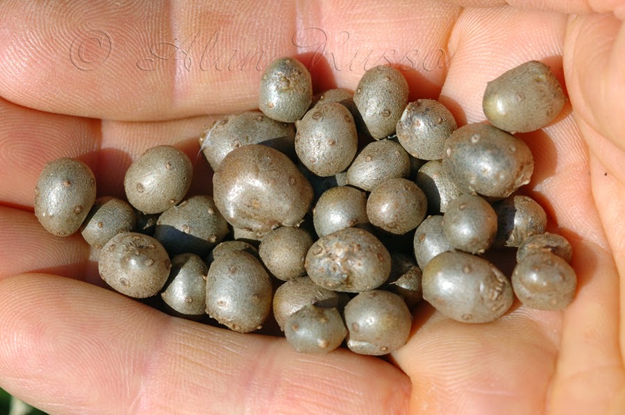 Ethnobotanical Pursuits Cinnamon Vine