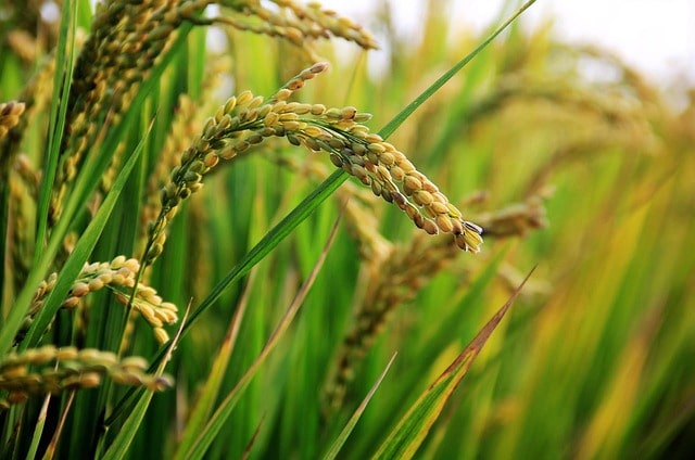 10 fakta tanaman padi yang perlu kamu ketahui