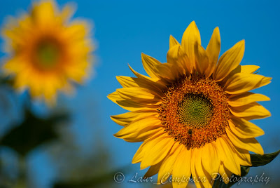 Floarea-Soarelui Sonnenblume Sunflower Tournesol Girasol