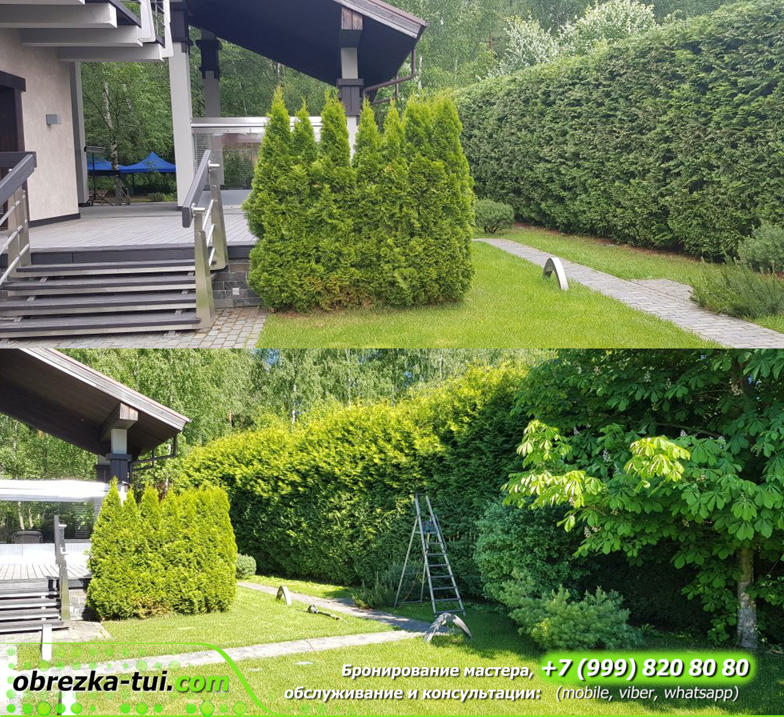 Обрезка живой изгороди Обрезка туй Cтрижка туй Формирование кроны в ...