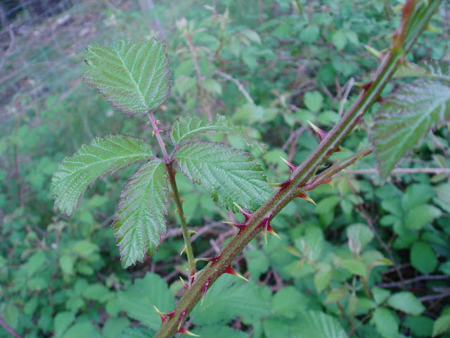 ZARZAMORA: Rubus ulmifolius