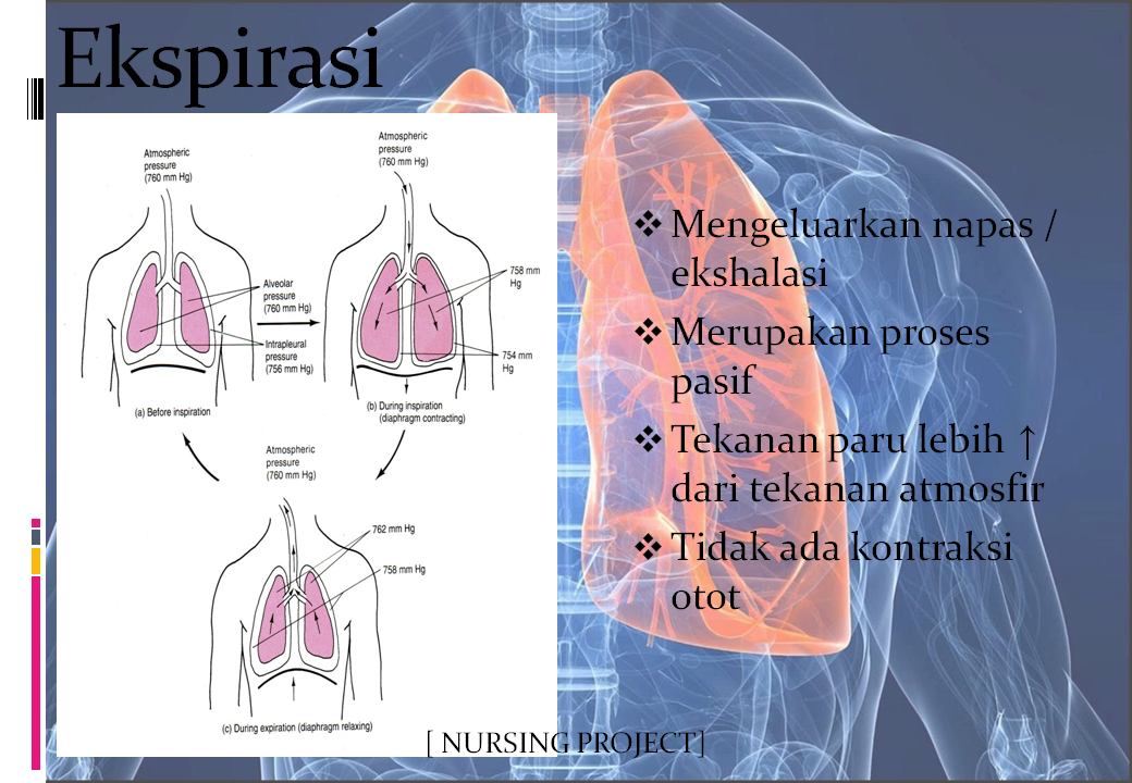 NURSING PROJECT: ANATOMI DAN FISIOLOGI SISTEM RESPIRASI
