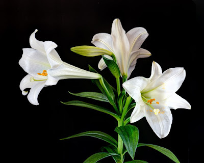 Father Julian S Blog The Easter Lily Easter%2BLily%2B1