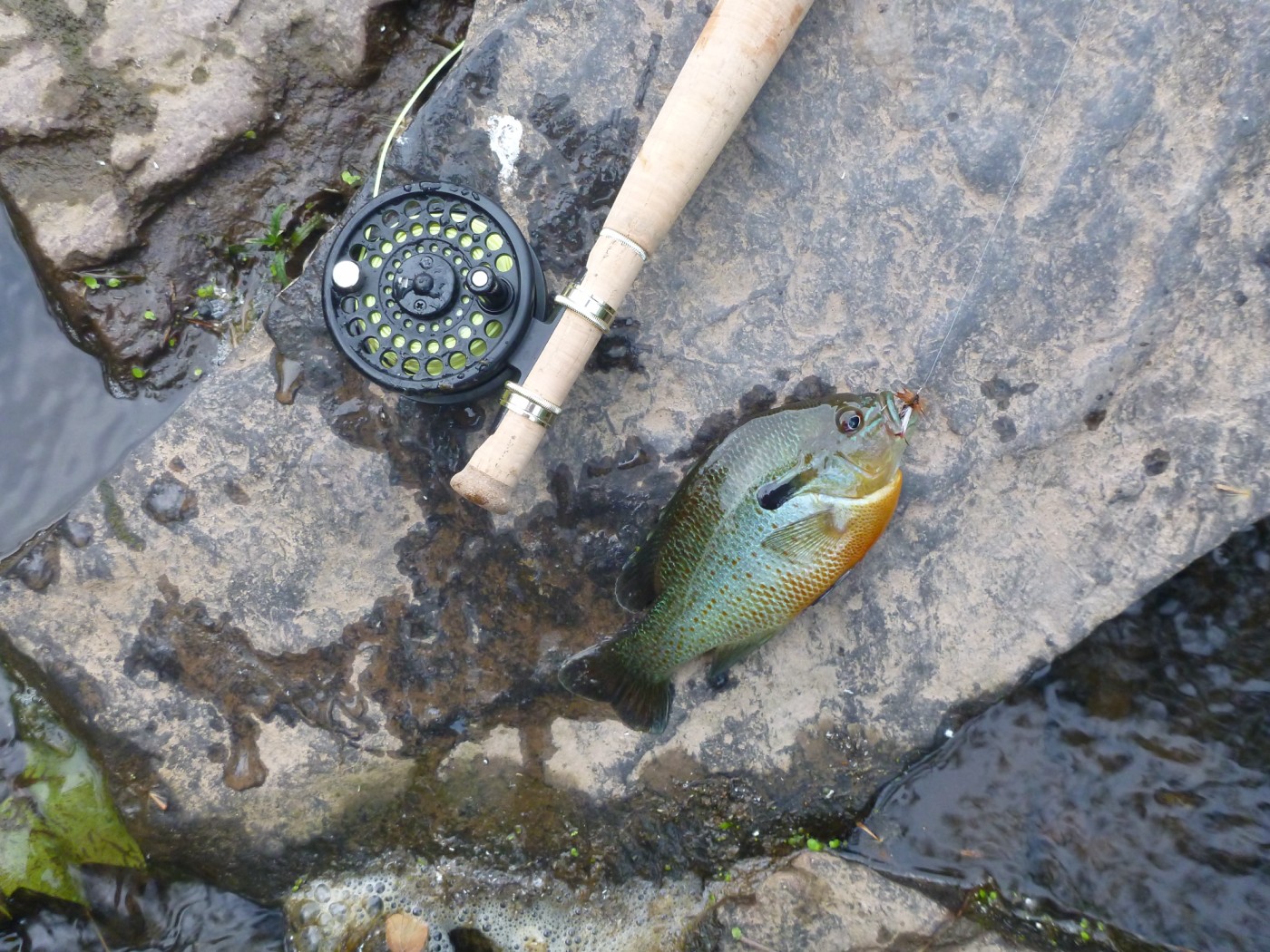 cabelas fiberglass fly rod