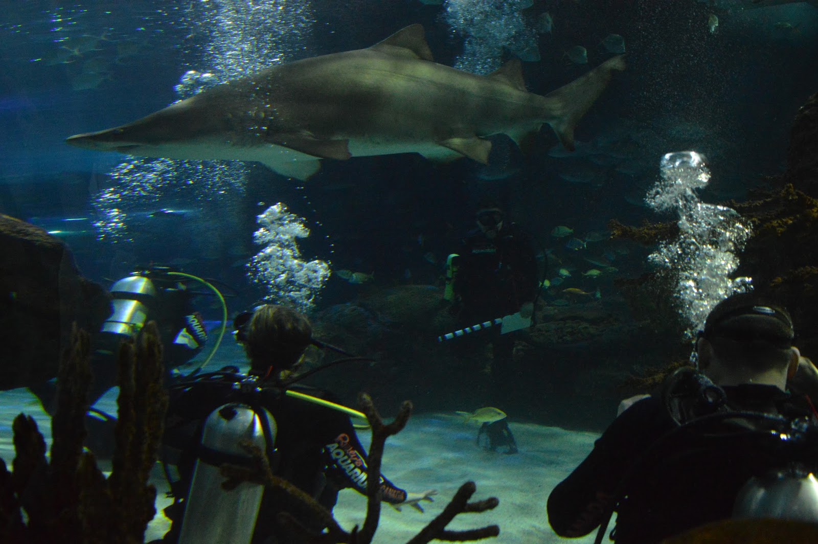 Discovery Dive at Ripley's Aquarium of Canada in Toronto, Ontario