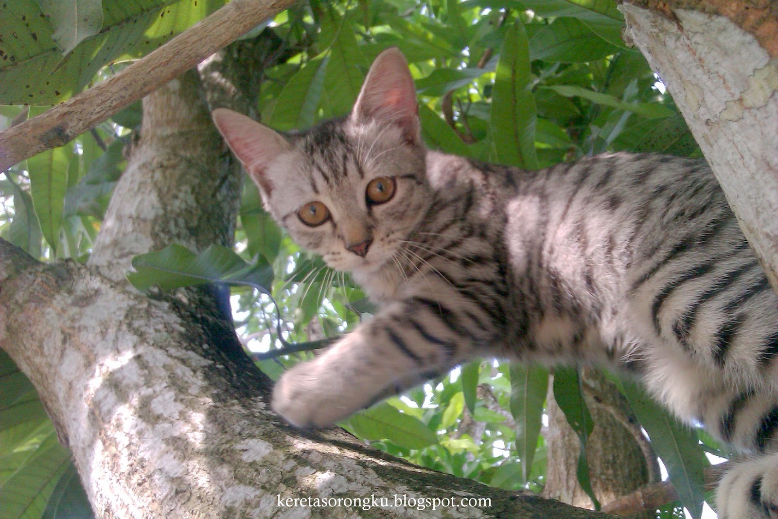 36+ Baru Gambar Kucing Ganas