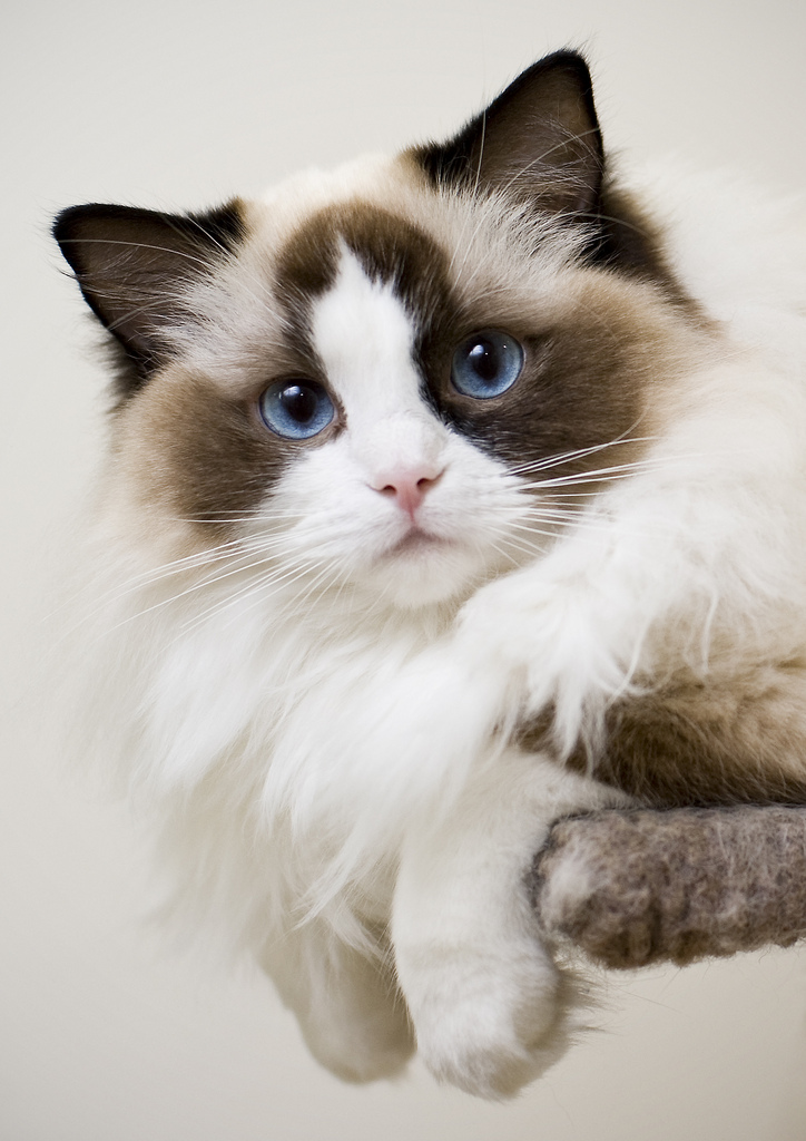 Cute Overload: Top 10 Most Friendliest Cat Breeds