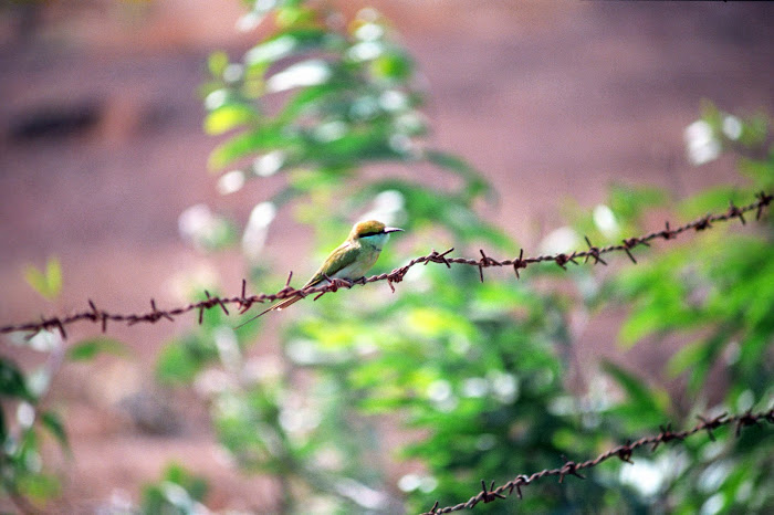 Goa, Vagator Beach, © L. Gigout, 1990