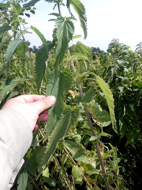 Urtica galeopsifolia