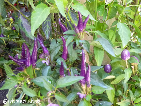 Purple chilies in Mines View Park of Baguio City