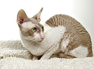 Cornish Rex Cat Pictures