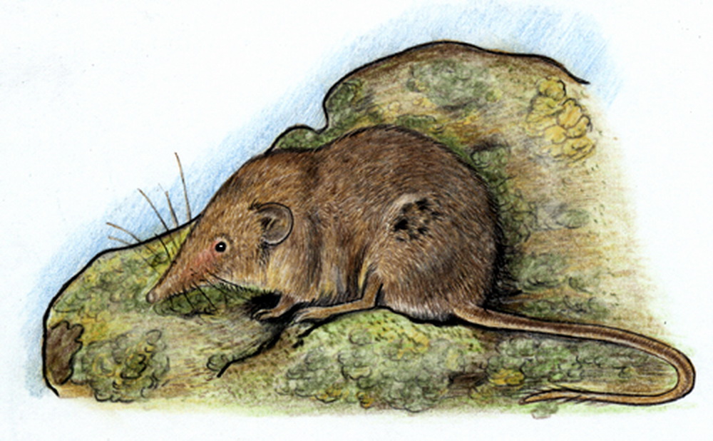 Pintura Artística J.Quintanilla