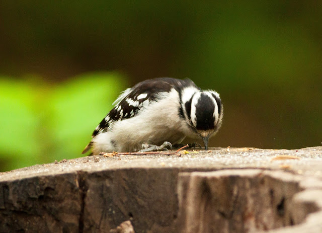 Downy Woodpecker - Central Park, New York