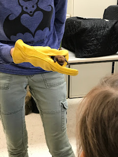 Big Brown Bats are not very big at all!
