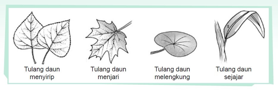 Struktur Daun  dan Batang pada Tumbuhan Panduan soal