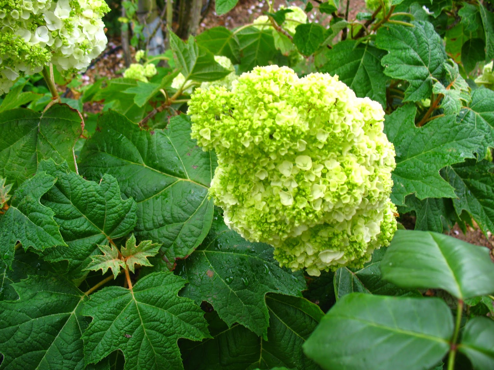 Roses Du Jardin Cheneland