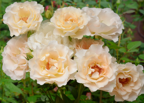 Rokoko rose сорт розы фото  