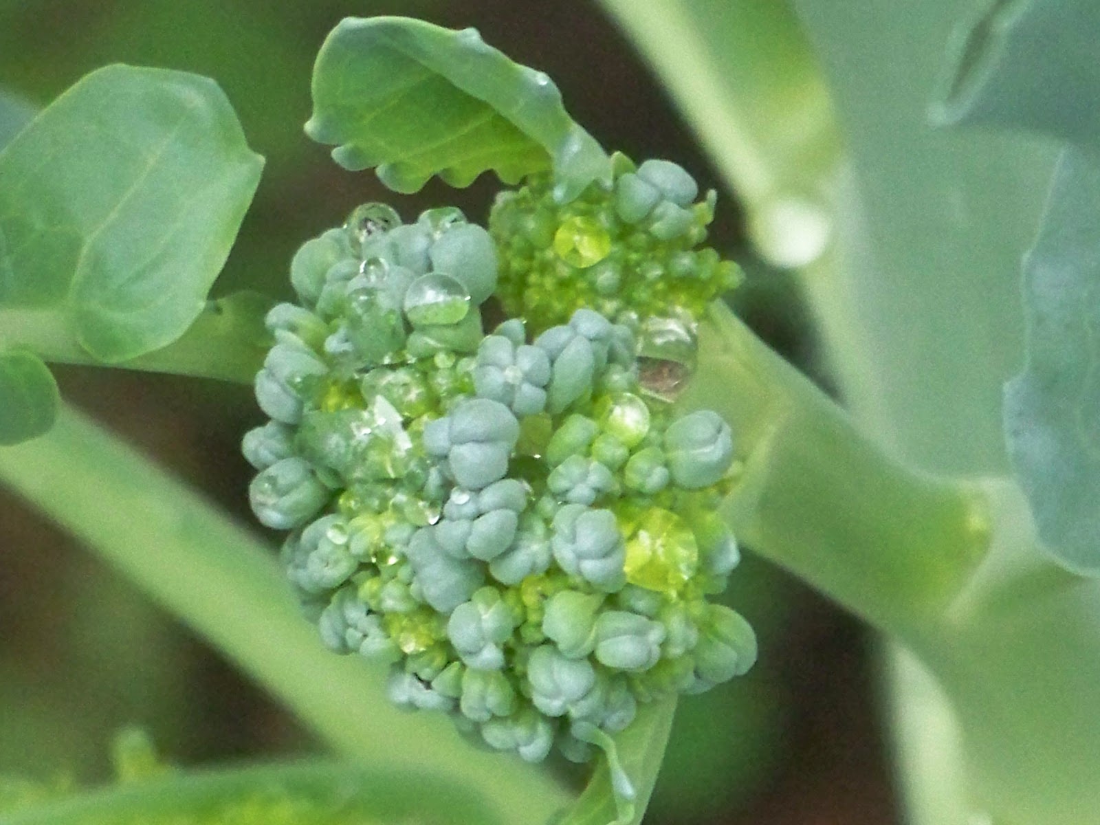 Our Daily Green Gingerly Made Guest Post Broccoli Rolls