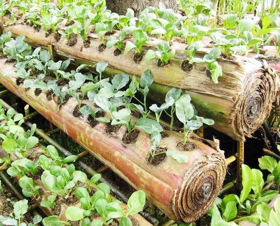 Cara Berkebun Menanam Sayuran Di Lahan Sempit - .Web Kreativitas