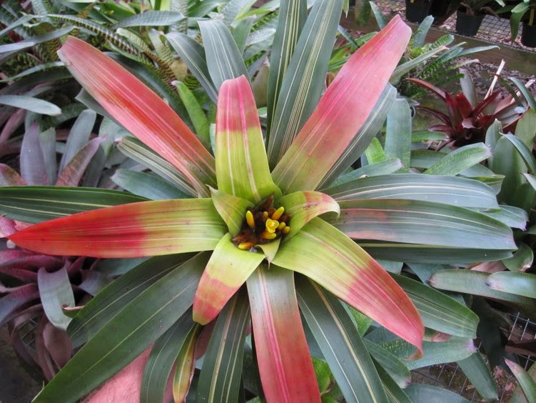 Ide Terbaru 11 Jenis Tanaman Hias Bromelia