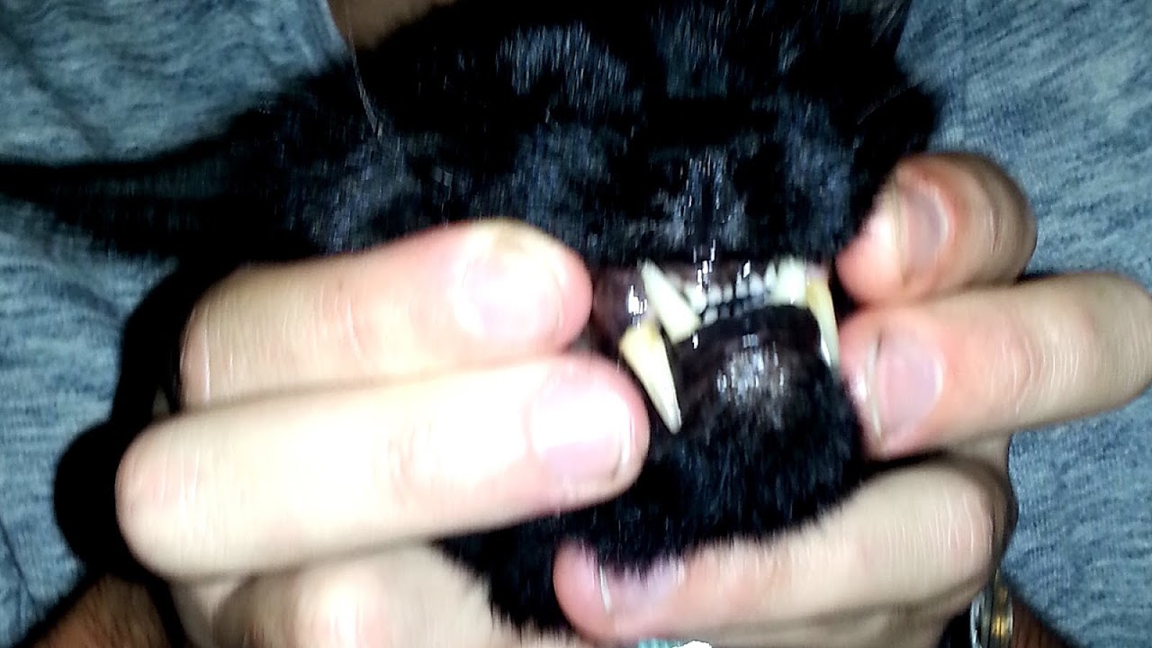 Sabertoothed cat Cat Incisors Cat Choices