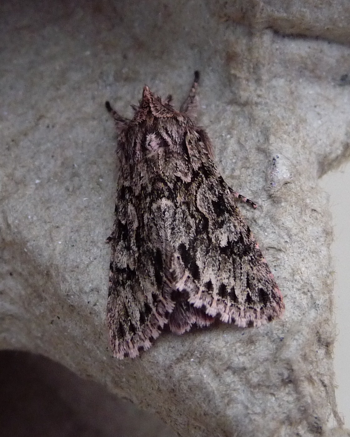 Ceredigion Moths Yellow Horned and friends