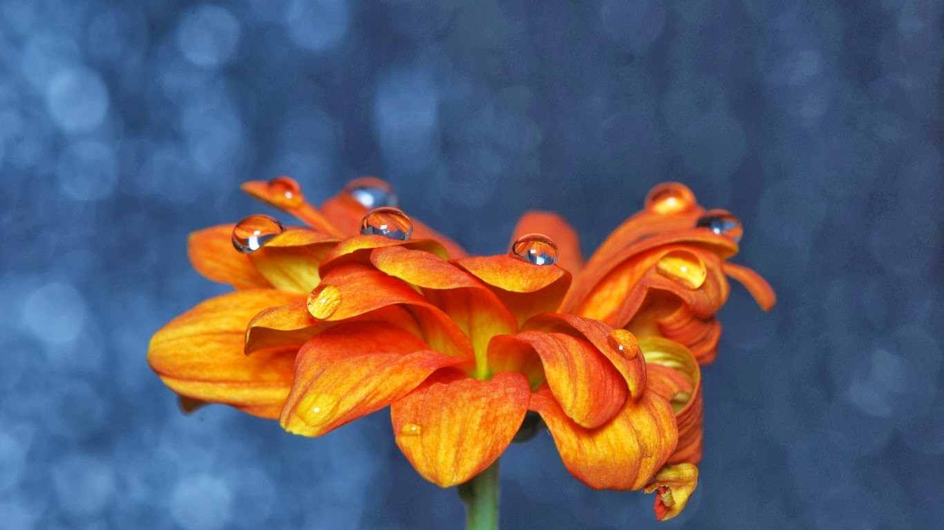 Flower Desktop Wallpaper Hình nền hoa cho desktop full HD