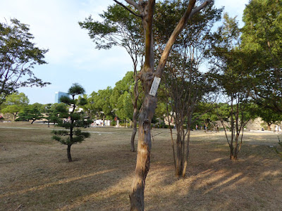 大阪城公園のサルスベリ
