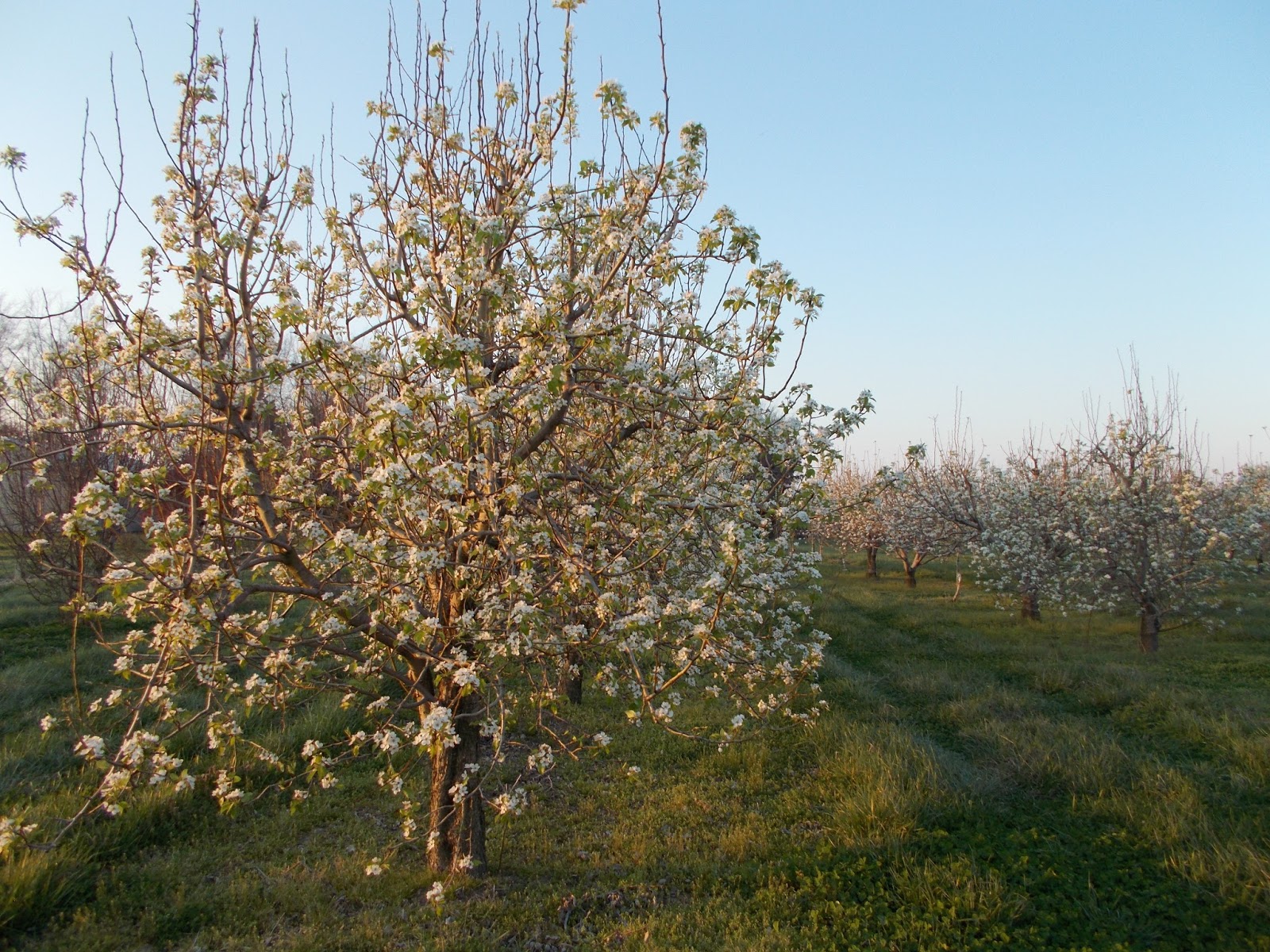 Brenda's Berries & Orchards Pear Trees Blooming