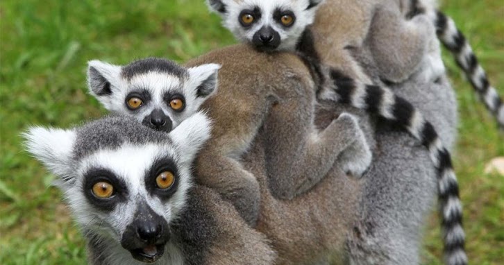 Lemur, Primata Aneh dengan Wajah Mirip Serigala | Naviri Magazine