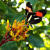 Que bicho é? Você conhece a borboleta castanha-vermelha?