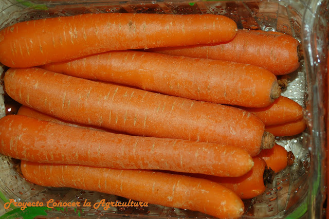 la zanahoria es el vegetal más rico en beta-caroteno, precursor de la vitamina A