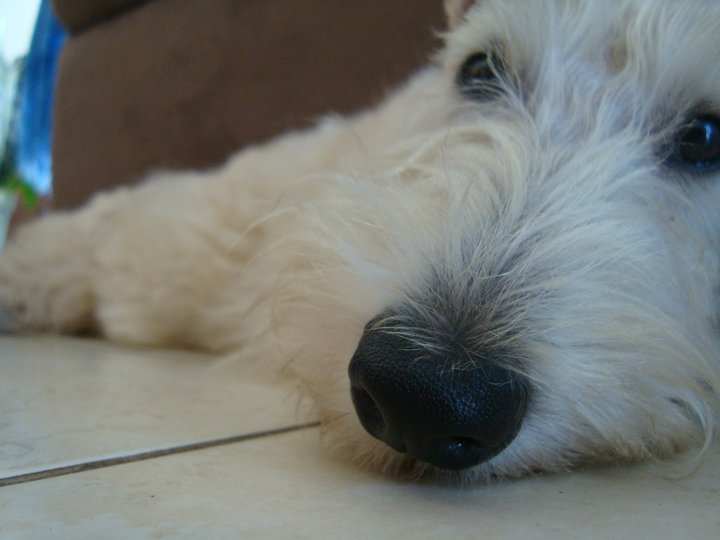 Scottish Pepper Scottie nose