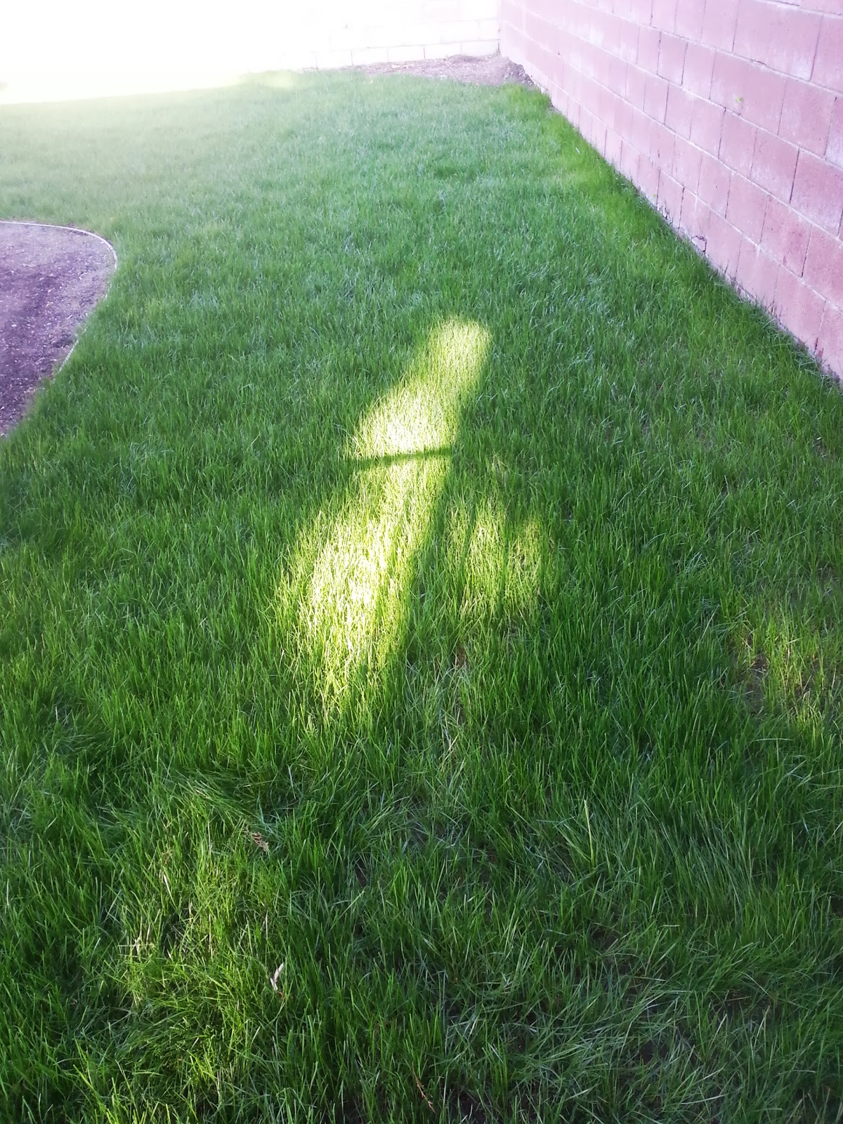 SOUTHERN CALIFORNIA PEARL'S PREMIUM GRASS SEED GONE GREEN!