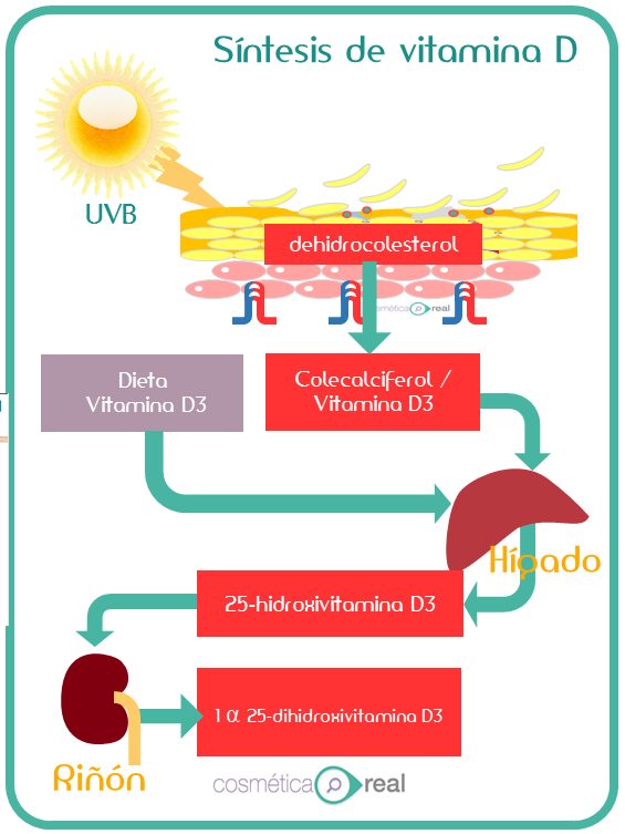 Vitamina D y protectores solares en invierno: Controversia