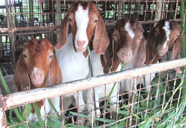 goat farming, goat farming faq, goat farming questions, goat farming questions and answers, raising goats