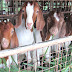What To Feed Goats In Stall Feeding System?