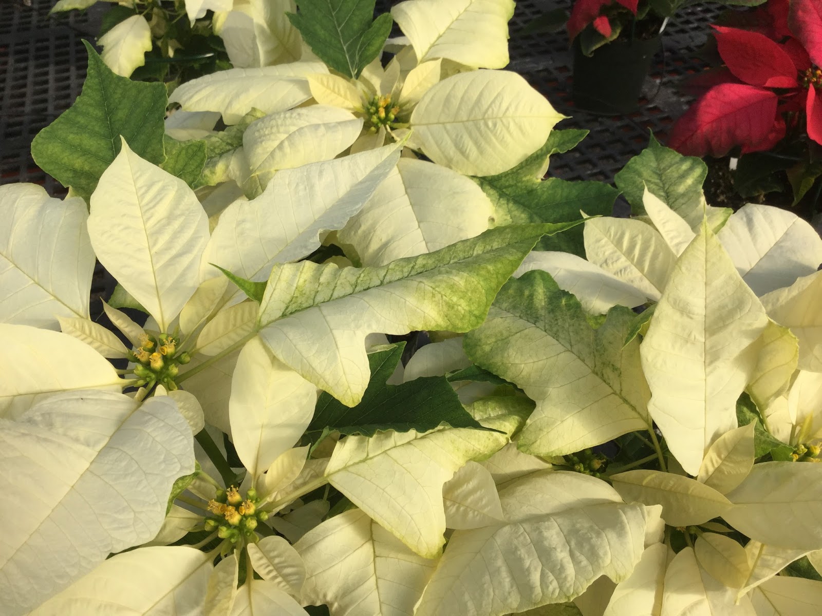 CO-Horts: How to Save Your Holiday Poinsettia: