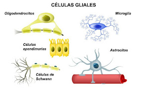 Célula  gliales
