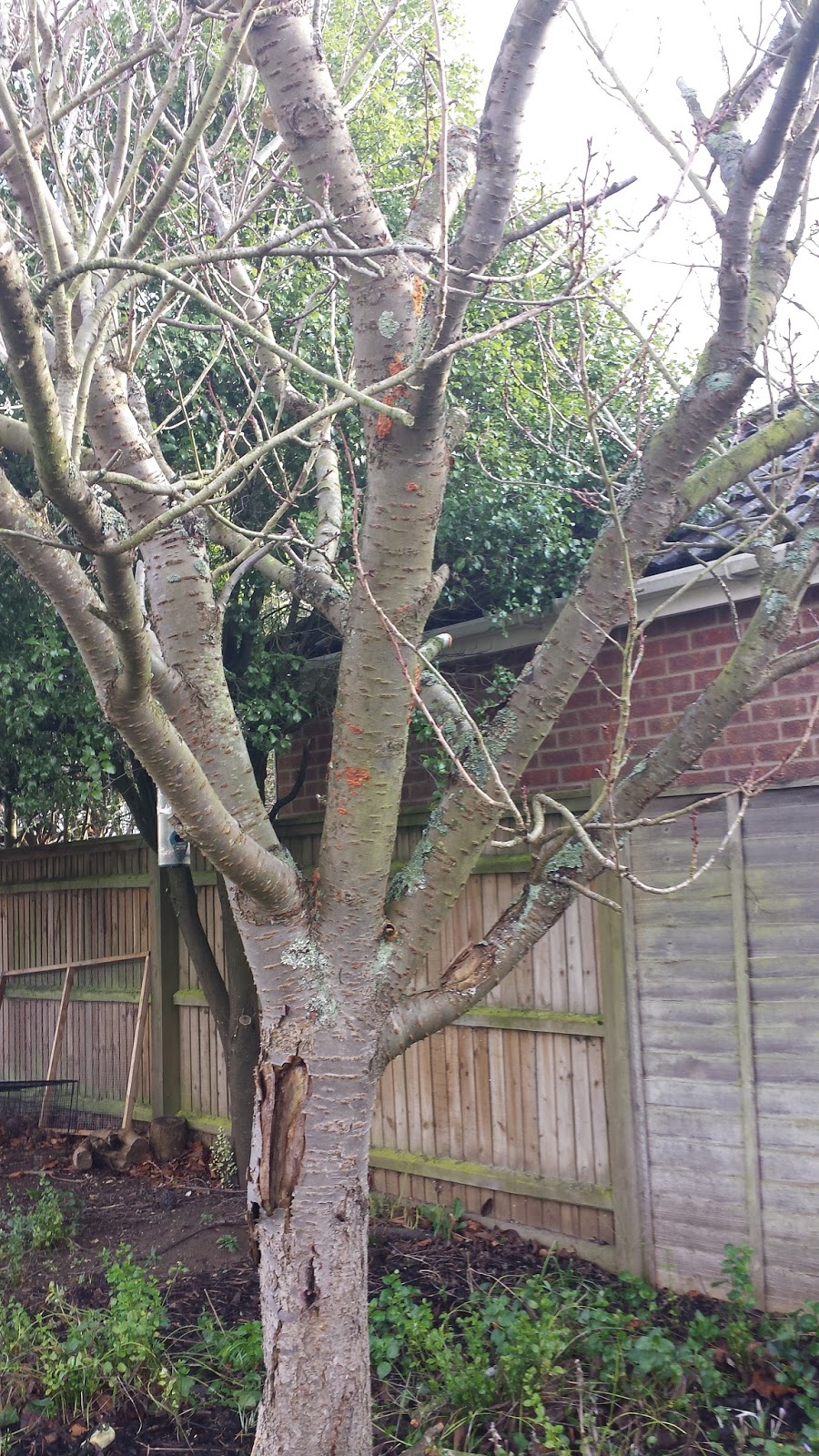 Rachel the Gardener Cherry tree with damaged bark