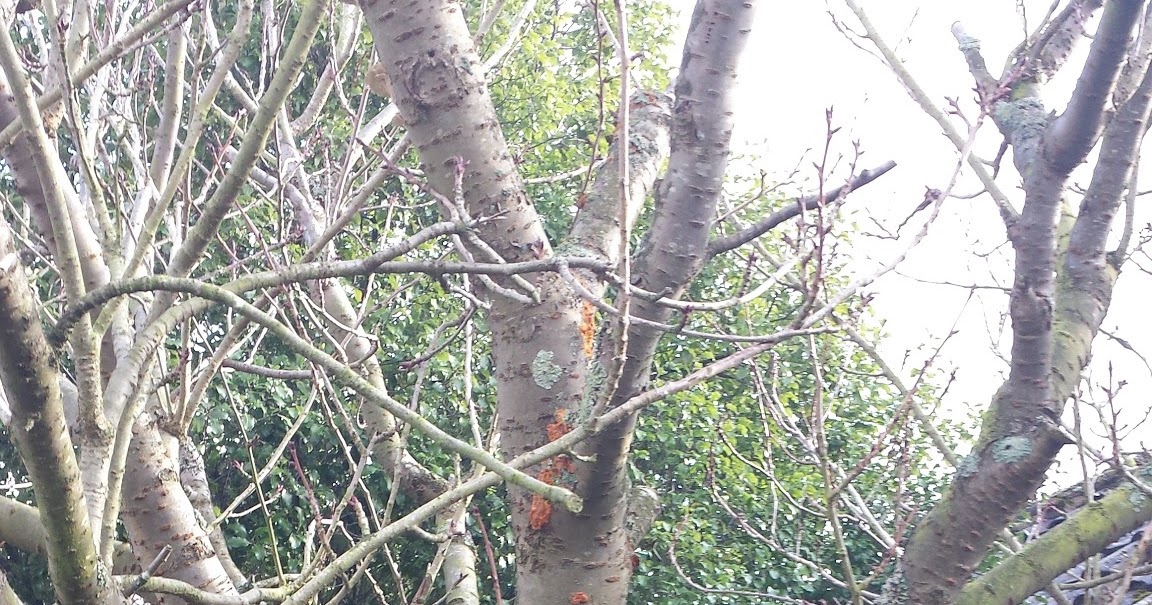 Rachel the Gardener Cherry tree with damaged bark