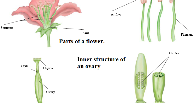 Reproduction in Plants - Sexual Reproduction | CTET Notes based on NCERT