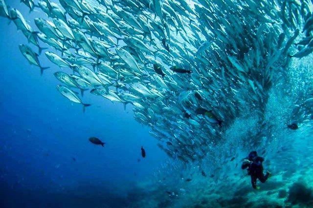 Scuba Diving At Sipadan - Semporna Sabah Malaysian Borneo