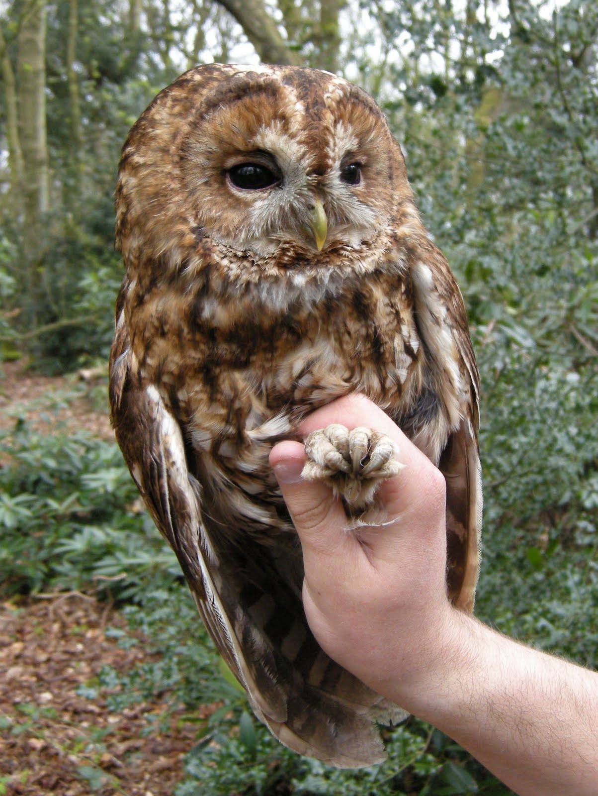 Chris's Bird Ringing Tawny Owl!!